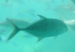 Turrum gymnostethus