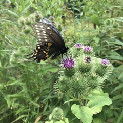 Papilio polyxenes