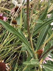 Echinacea angustifolia