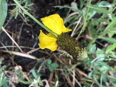 Ratibida columnifera