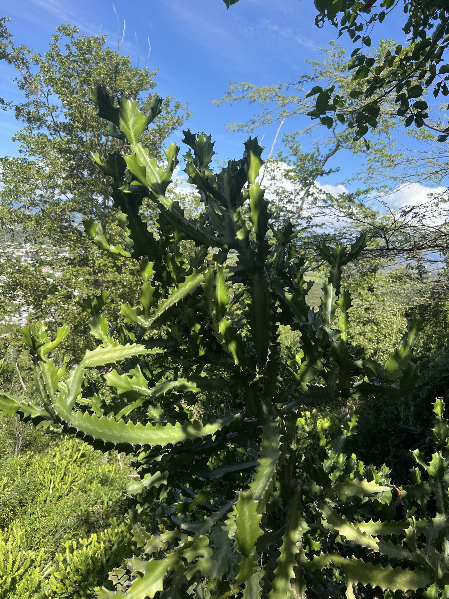 Imagem de Cacto-candelabro