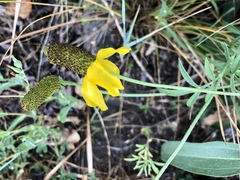 Ratibida columnifera