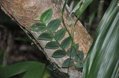 Rhaphidophora