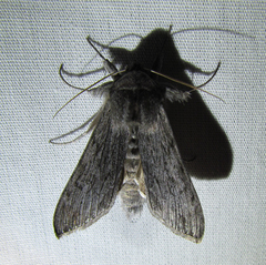 Cucullia intermedia