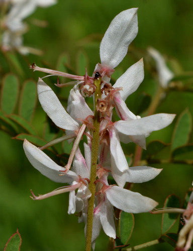 Indigofera pratensis, 2025-02-21