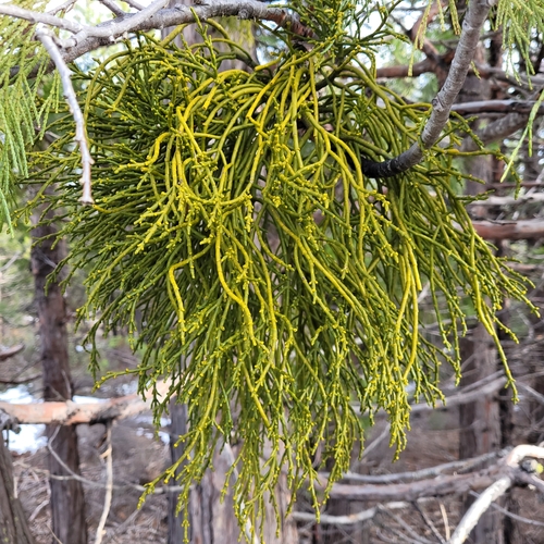Image of Phoradendron libocedri by (c) Konshau Duman, some rights reserved (CC BY)