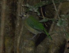 Ailuroedus maculosus