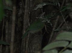 Ailuroedus maculosus