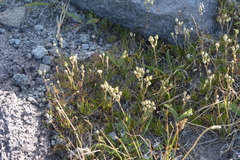 Silene douglasii
