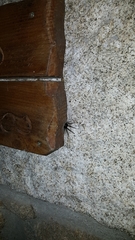 Segestria florentina