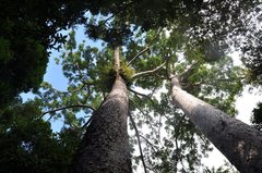 Agathis microstachya