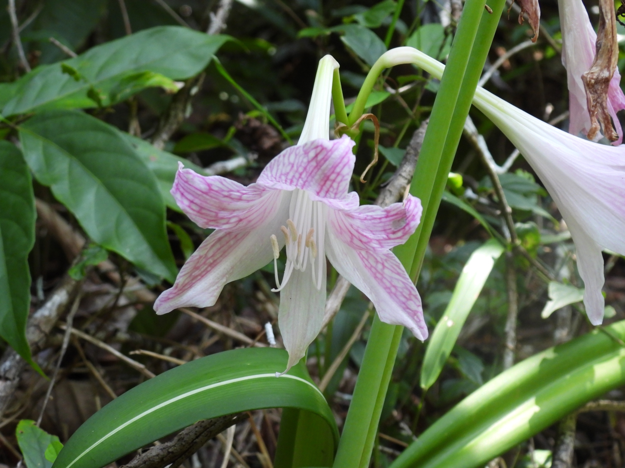 Imagem de Amaryllis