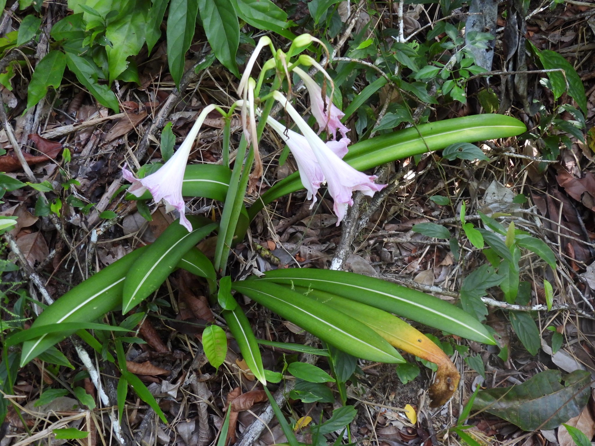 Imagem de Amaryllis