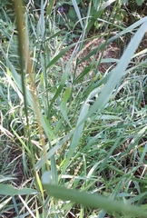 Bromopsis