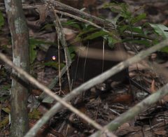 Hypsiprymnodon moschatus