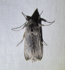 Cucullia intermedia
