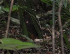 Hypsiprymnodon moschatus