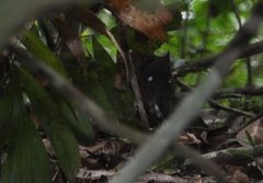 Hypsiprymnodon moschatus