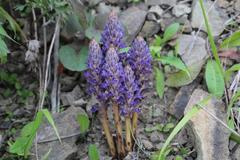 Orobanche coerulescens