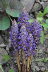 Orobanche coerulescens