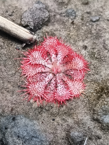 Drosera cayennensis