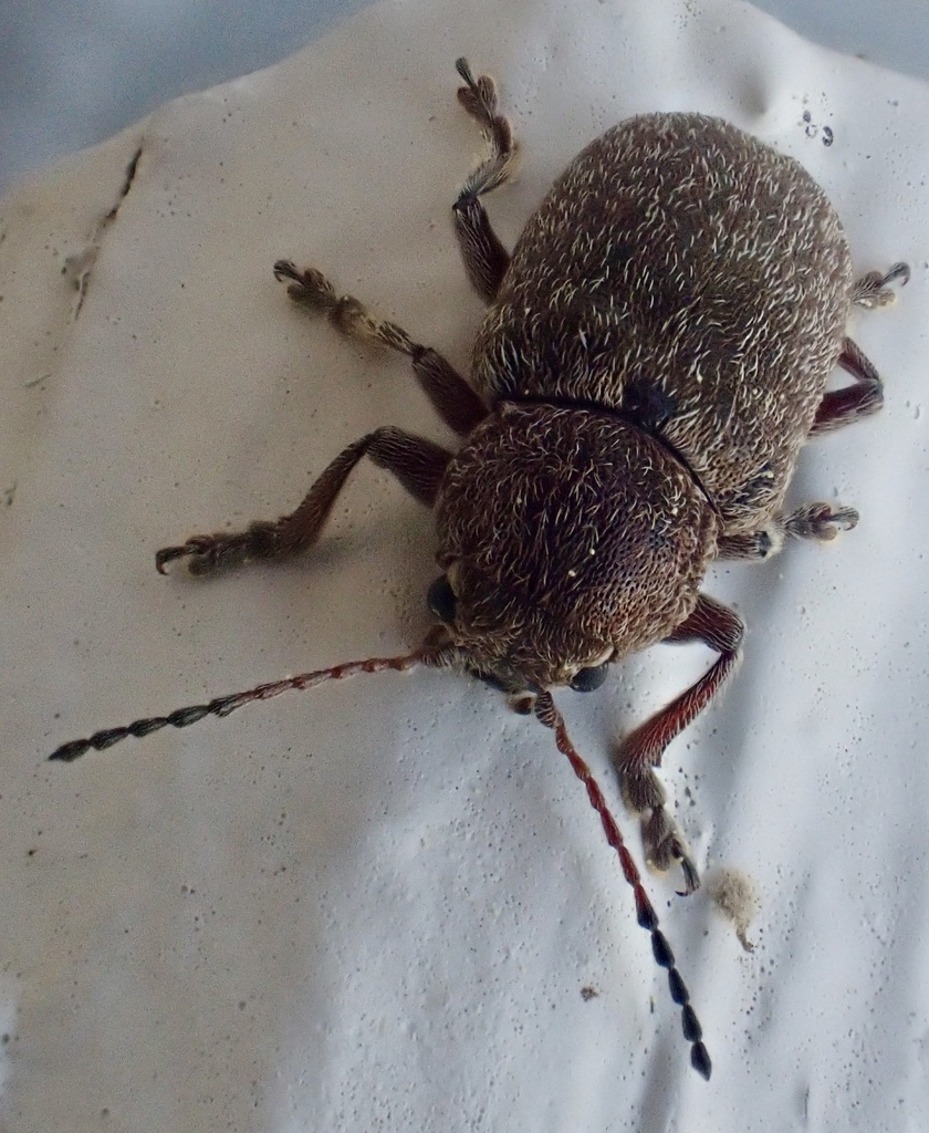 Hairy Leaf Beetle