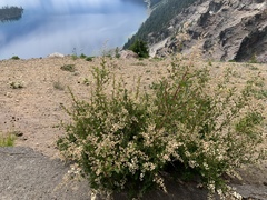 Holodiscus discolor glabrescens