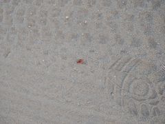 Sphaeropthalma unicolor