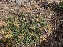 Eriogonum marifolium