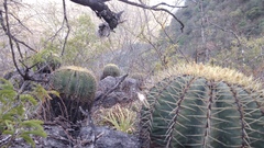 Ferocactus glaucescens