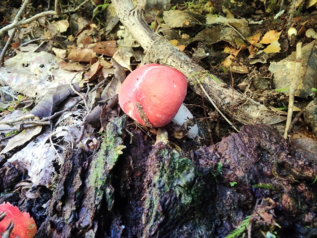 Russula kermesina · March 2025 · photo: © nicnation (iNaturalist, cc-by)