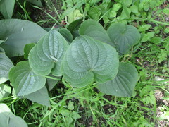 Dioscorea galeottiana
