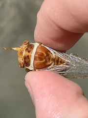 Massospora diceroproctae