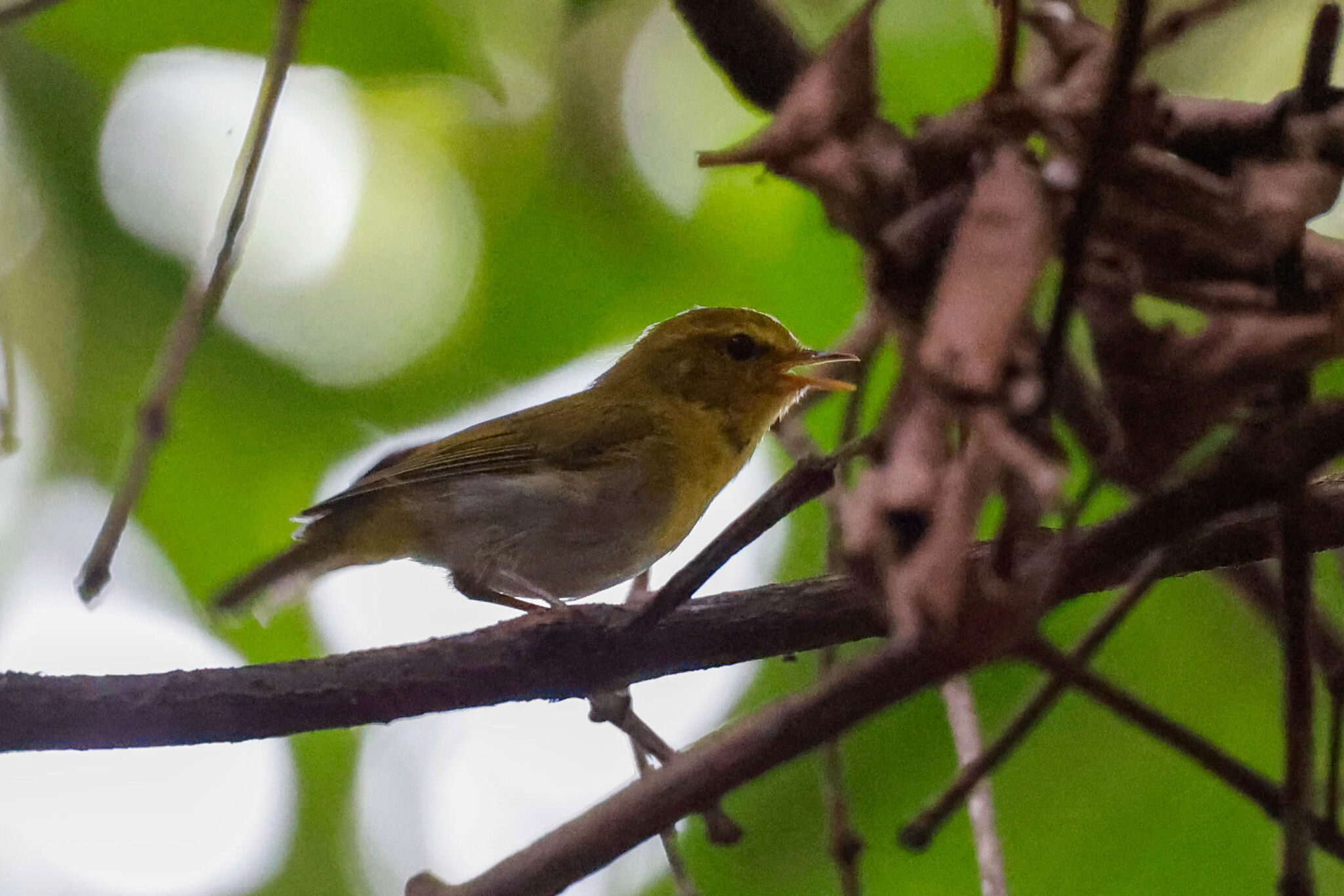 Laura's Woodland Warbler (Phylloscopus laurae), photo 1