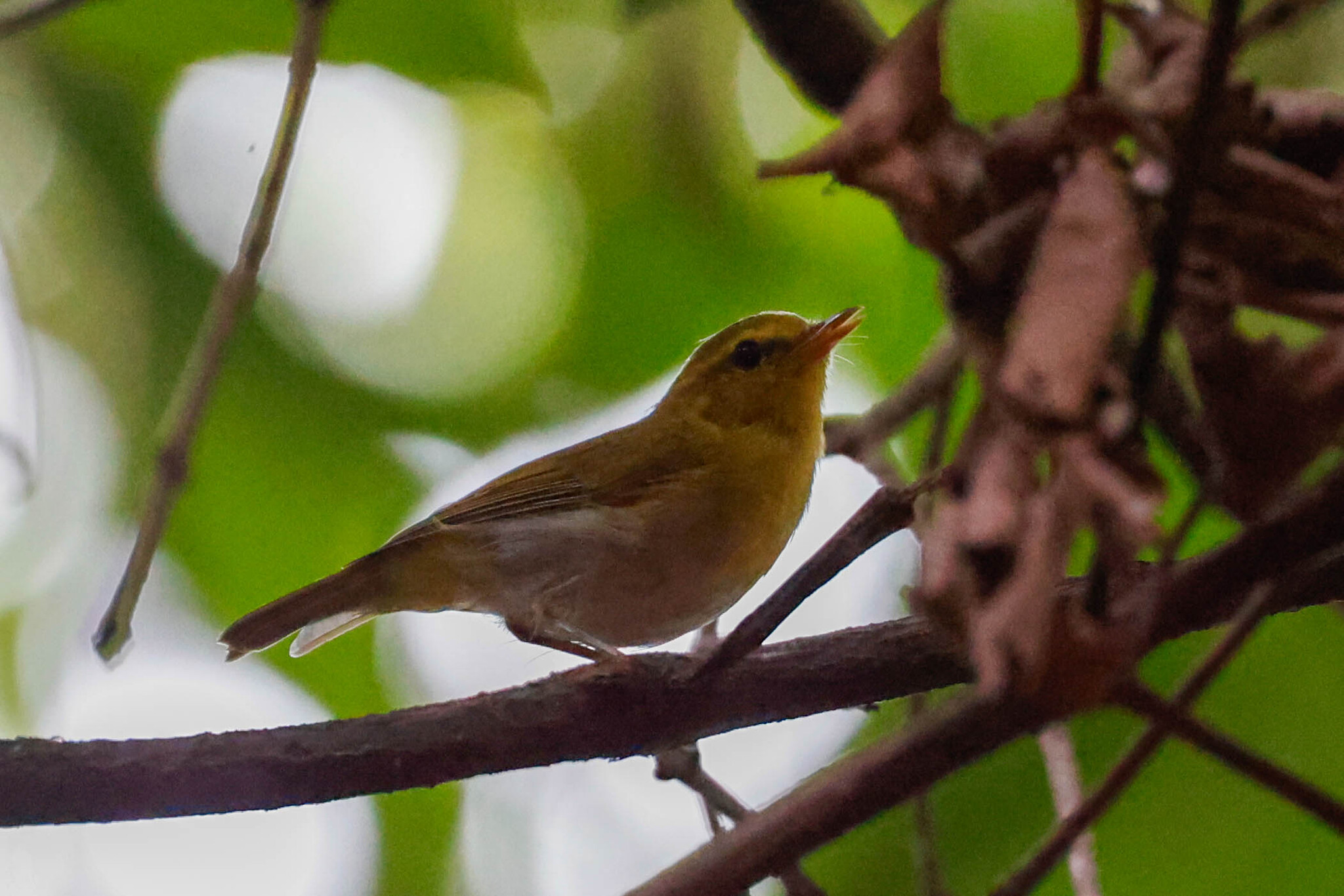Laura's Woodland Warbler (Phylloscopus laurae), photo 2