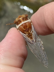 Massospora diceroproctae