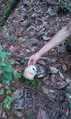 Strix virgata