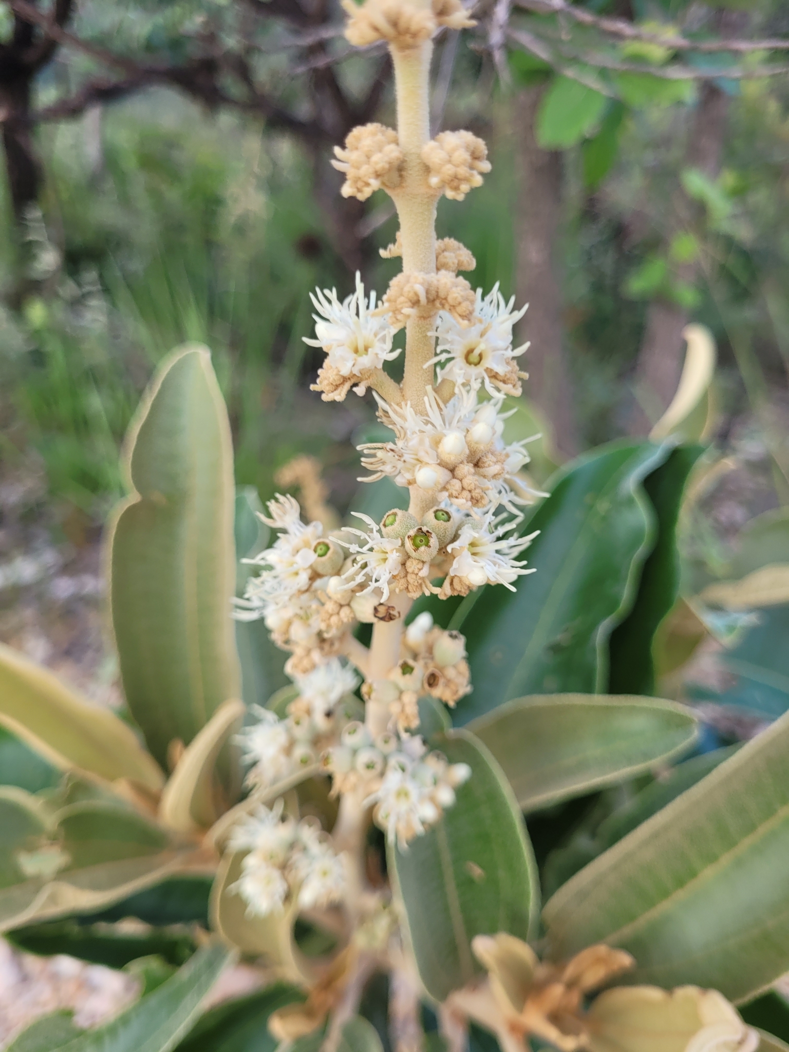 Miconia ferruginata