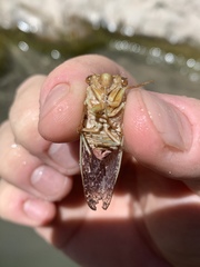 Massospora diceroproctae