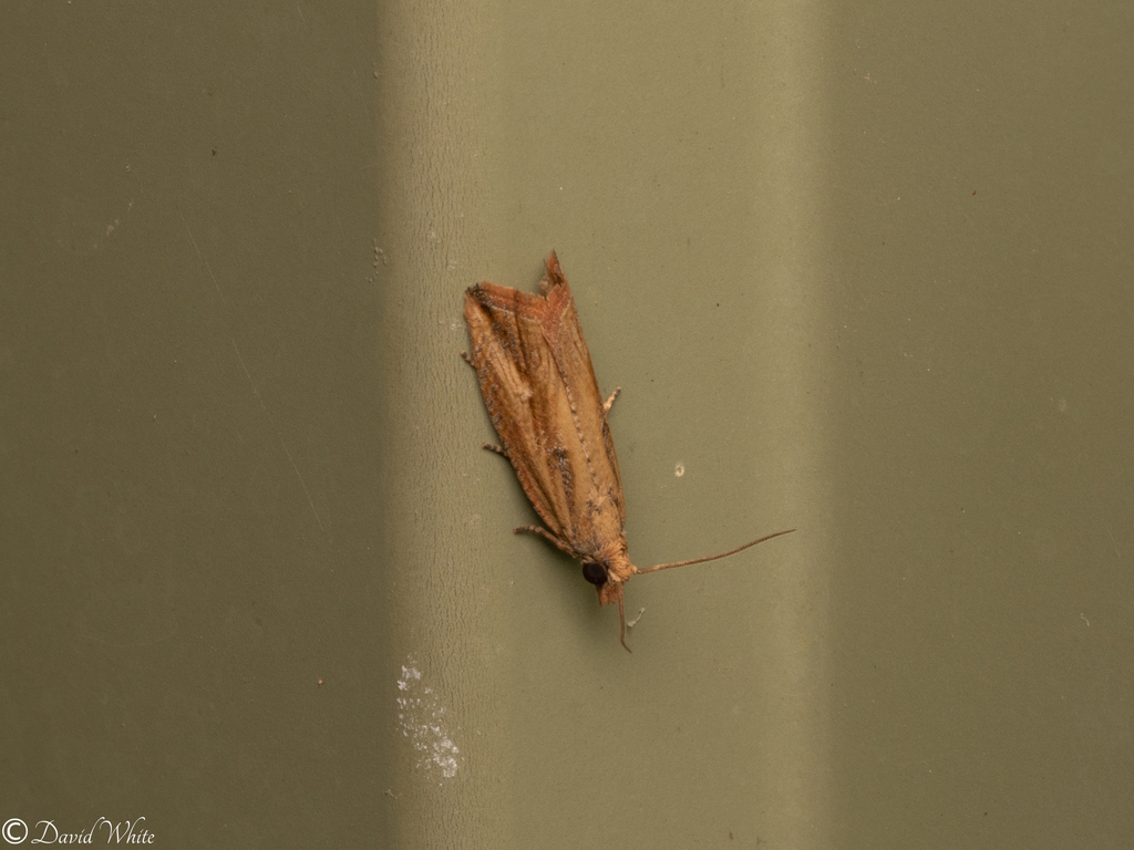Bactra optanias
