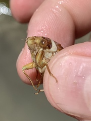 Massospora diceroproctae