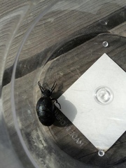 Meloe proscarabaeus