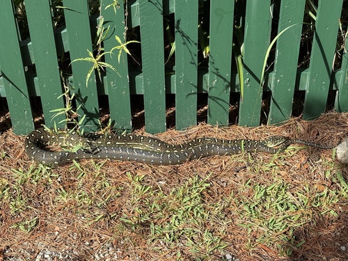 Diamond Python sighting