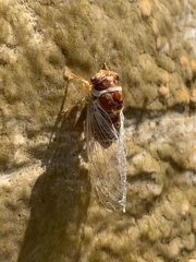 Massospora diceroproctae