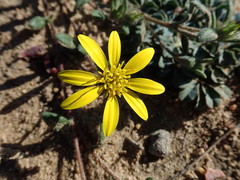 Gorteria piloselloides