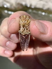 Massospora diceroproctae