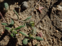 Gorteria piloselloides