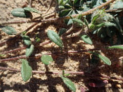 Gorteria piloselloides