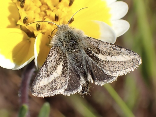 Agoseris Flower Moth photo 4