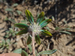 Gorteria piloselloides